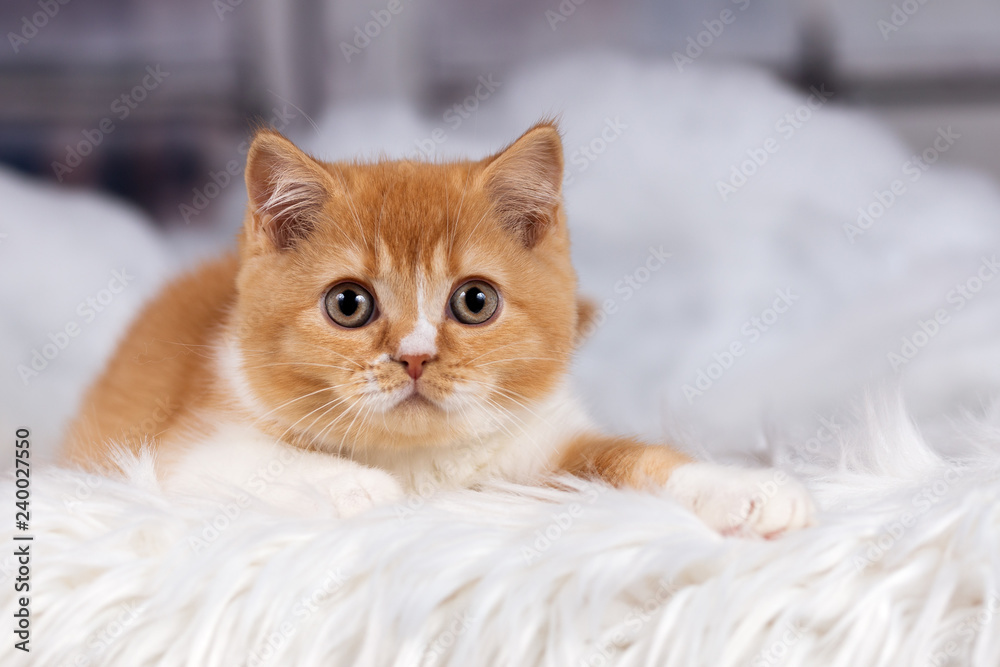 BKH Kitten Kater in red-white - sehr hübsch 