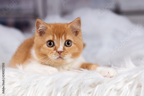 BKH Kitten Kater in red-white - sehr hübsch 