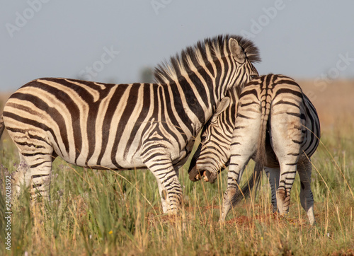 Two common zebras fighting © African Images 