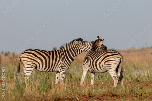 Zebra shouting at another zebra