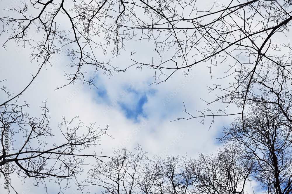 Winter blue sky with some clouds and branches of trees Winter blue sky with some clouds and branches of trees