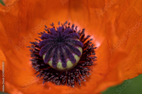 Fototapeta Naklejka Na Ścianę i Meble -  Türkischer Mohn