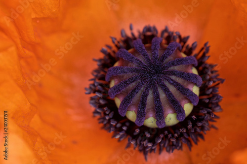 Fototapeta Naklejka Na Ścianę i Meble -  Türkischer Mohn