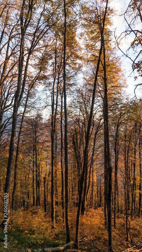 Beautiful autumn forest. Krasnaya Polyana, Russia.