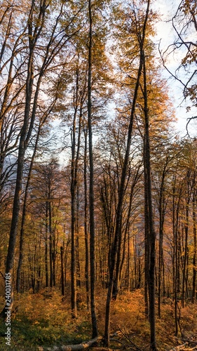 Beautiful autumn forest. Krasnaya Polyana, Russia.