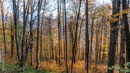 Beautiful autumn forest. Krasnaya Polyana, Russia.