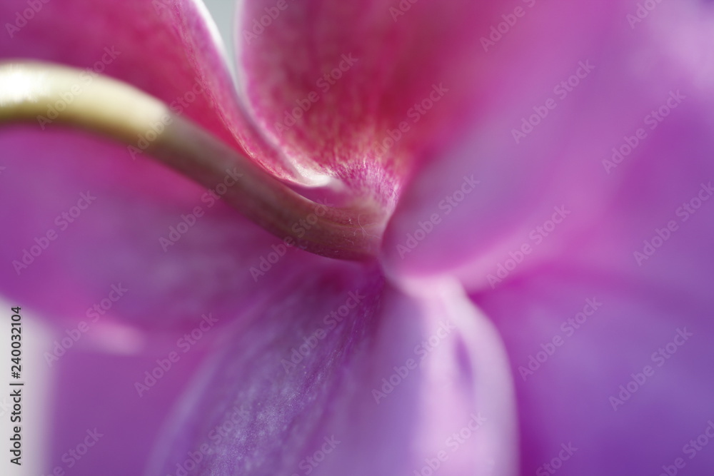 Fototapeta premium blühende Blumen
