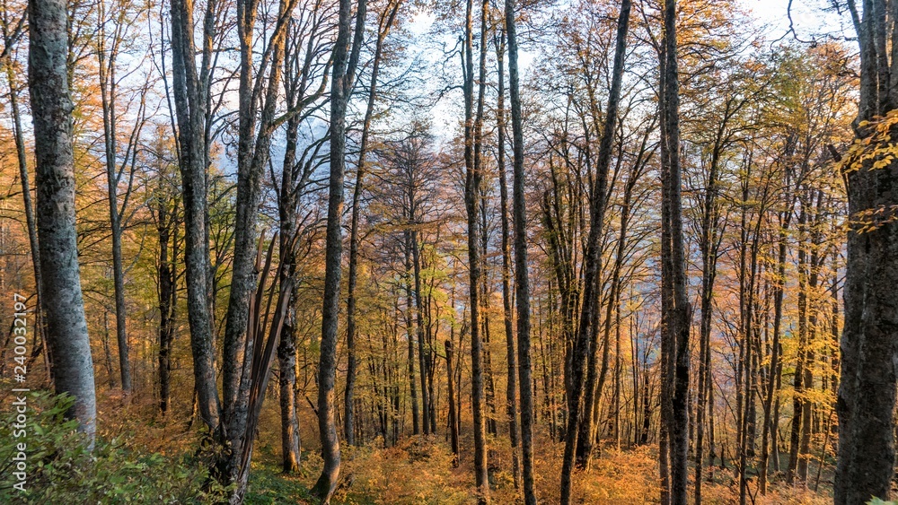 Beautiful autumn forest. Krasnaya Polyana, Russia. Beautiful autumn forest. Krasnaya Polyana, Russia.