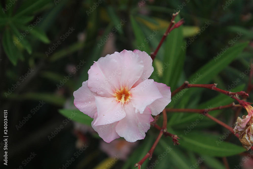 Obraz premium pink oleander