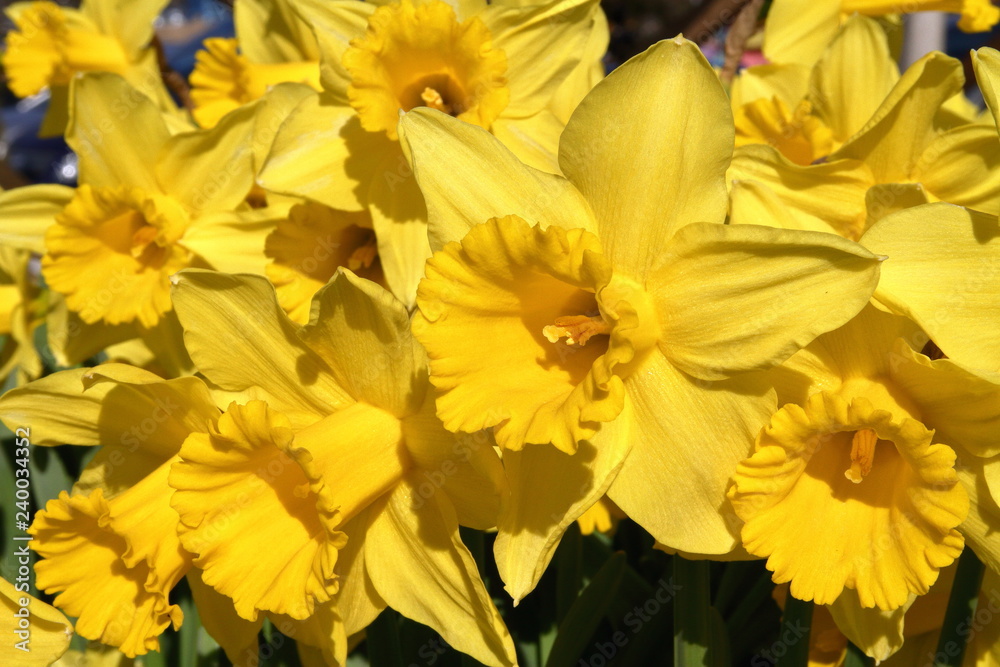 NASCISI IN FIORE GIALLO
