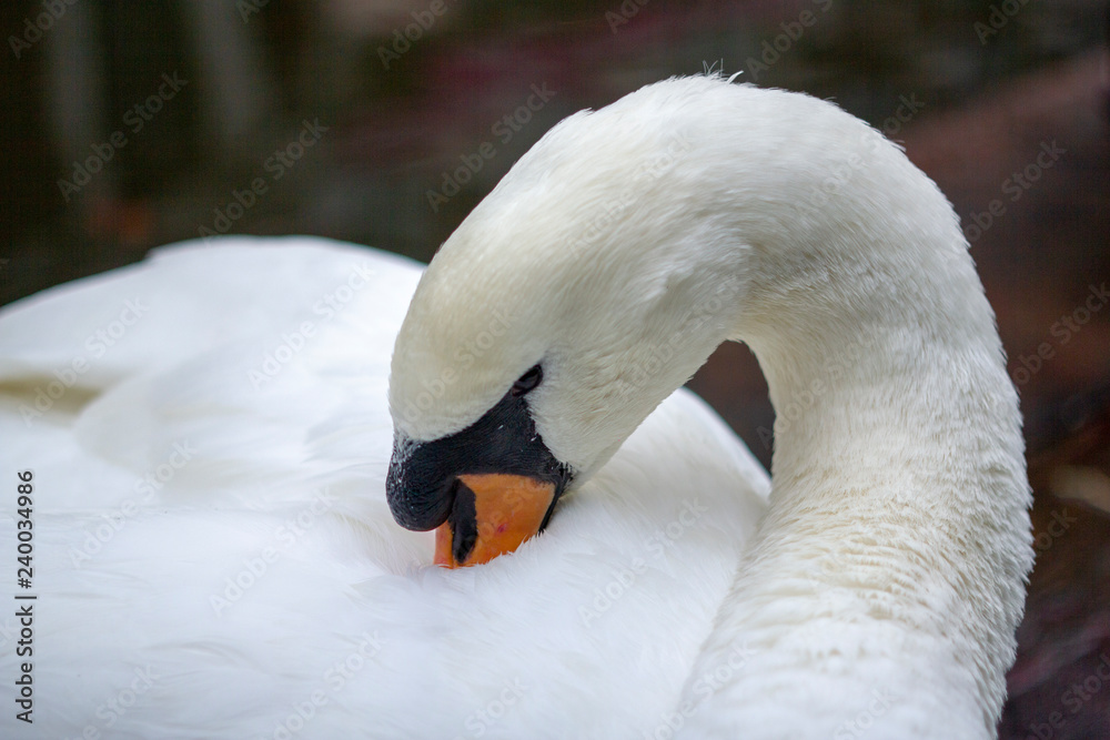 Fototapeta premium Swan Pruning