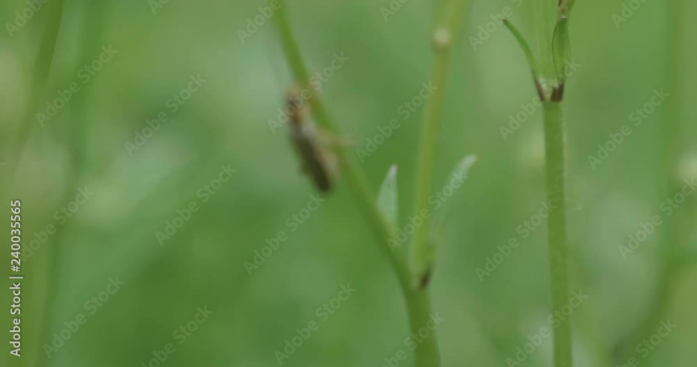 hand hold shoot small bug on yellow flower in summer garden hand hold shoot small bug on yellow flower in summer garden