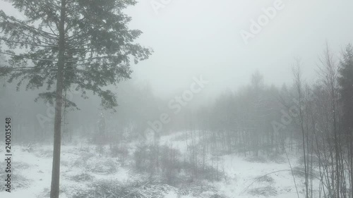 Wallpaper Mural fog haze gray gloomy forest trees road path nature winter snow Torontodigital.ca