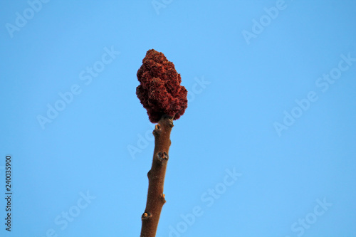 Overwintering staghorn sumac or Rhus typhina fruit on bare branch against  blue sky in early spring, Belarus photo