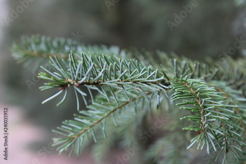 green pine needles closeup in the forest in winter