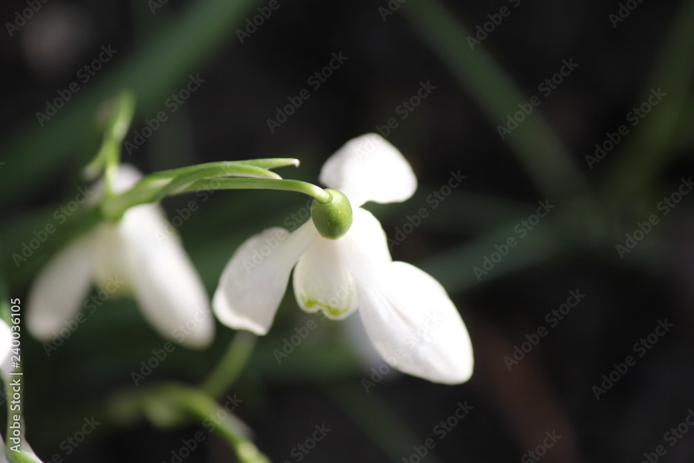 a snowdrop closeup from above with a dark background a snowdrop closeup from above with a dark background