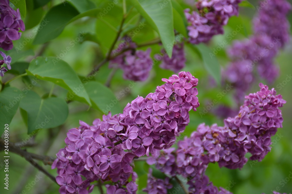 spring spring