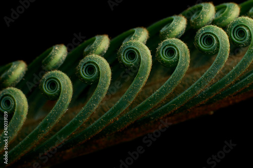 Sago palm leaves unfurling with black background