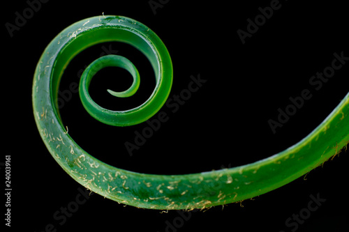 Sago palm spiral leaf