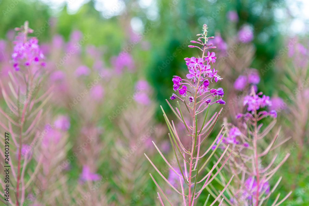 Close up photo of pink flowers. The background is colored and out of focus. From the left there is a free, empty space. Sunny weather. Close up photo of pink flowers. The background is colored and out of focus. From the left there is a free, empty space. Sunny weather.
