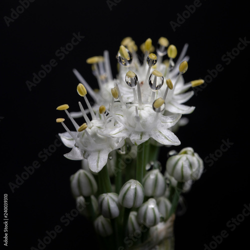 Blooming onion flowers