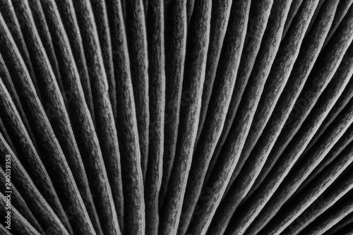 Mushroom gills closeup