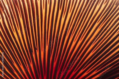 Closeup of mushroom gills