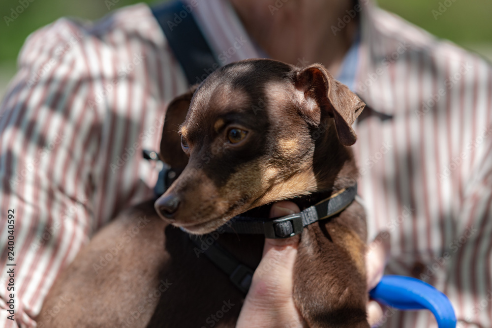 Pretty beautiful toy terrier in daisies is the best friend Pretty beautiful toy terrier in daisies is the best friend