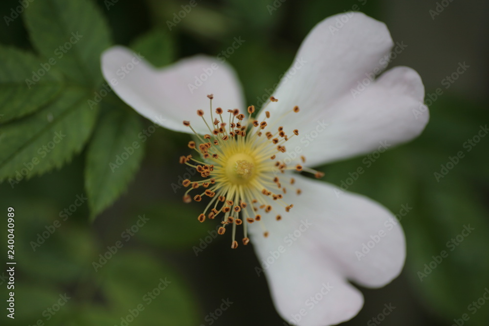 Obraz premium Rosenblüte