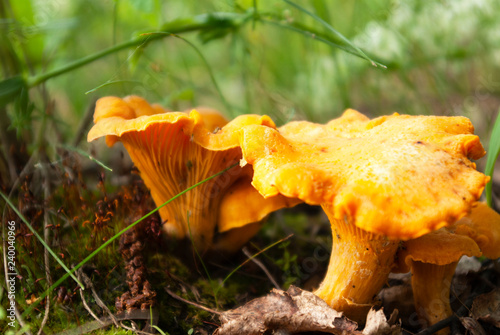Chanterelles in the forest close-up.
