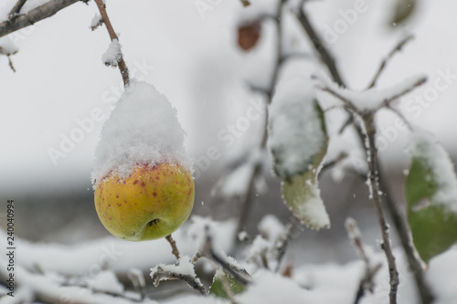 Apples on tree covered by snow