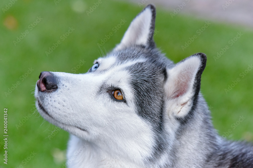 Adorable husky  is the best friend