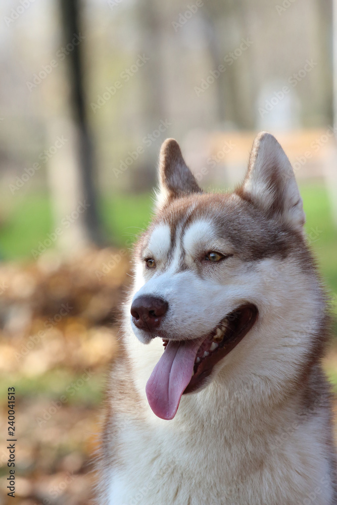 Siberian husky Siberian husky