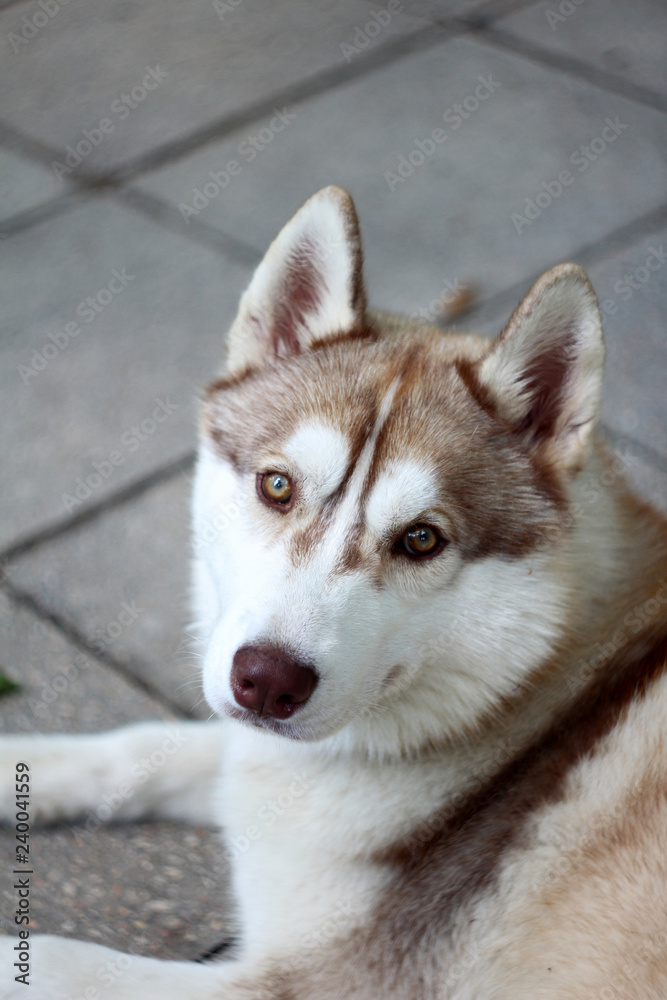 Fototapeta premium Siberian husky