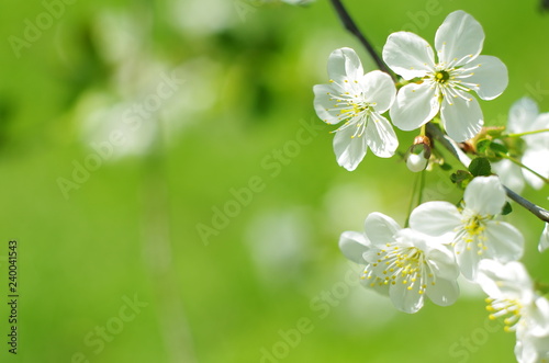Blossoming tree brunch with white flowers on a green background. Blossom branches in springtime. sunny spring background 