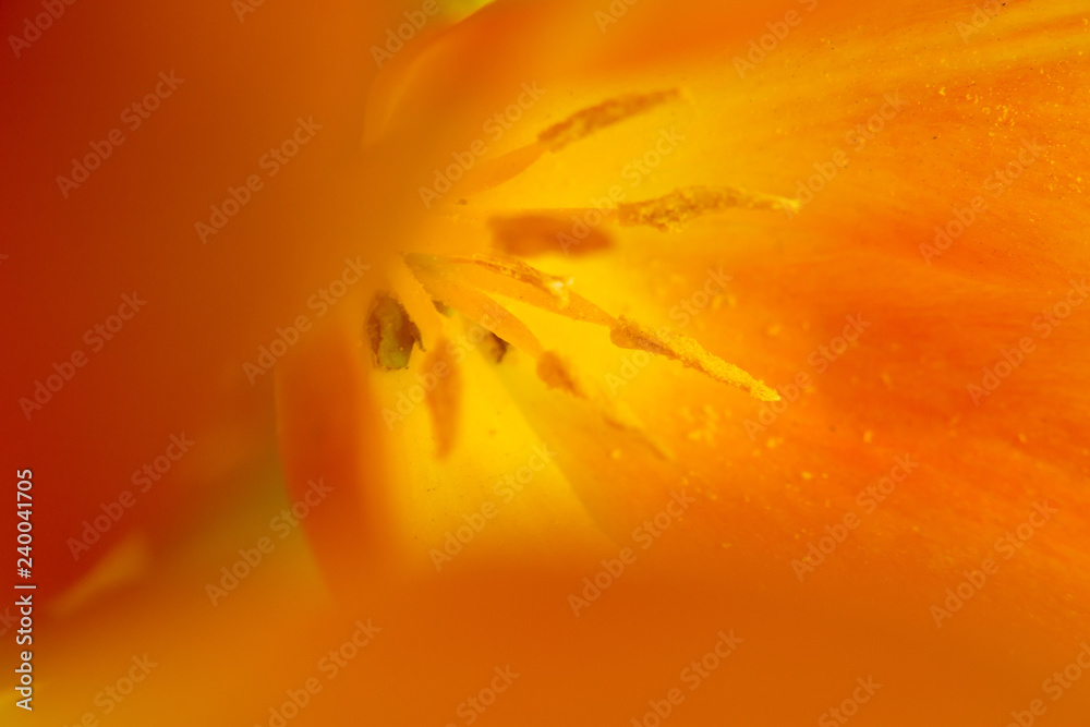 Fototapeta premium Macro de tulipán