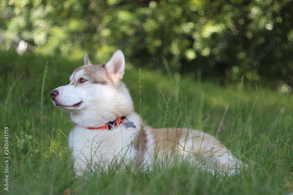 Siberian husky