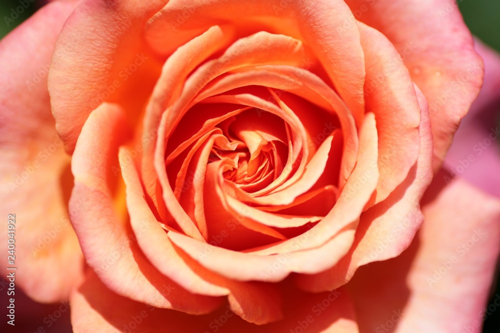 Rosenblüte