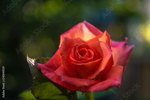 Pink rose flower in the garden on background trees. Nature.