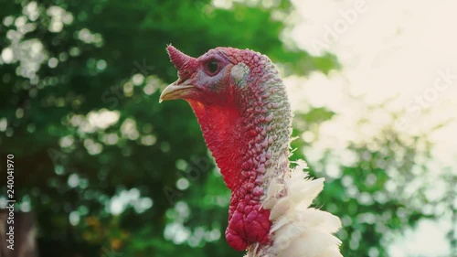 Wallpaper Mural White turkey on the bird's yard, close-up. Live beautiful turkey. Turkey for the holiday Torontodigital.ca