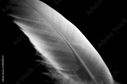 Macro fotografía pluma sobre fondo negro. photo