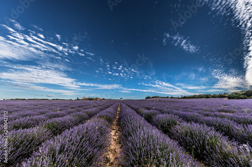 Lavender fields near to Brihuega, Guadalajara. Castilla La Mancha, Spain.