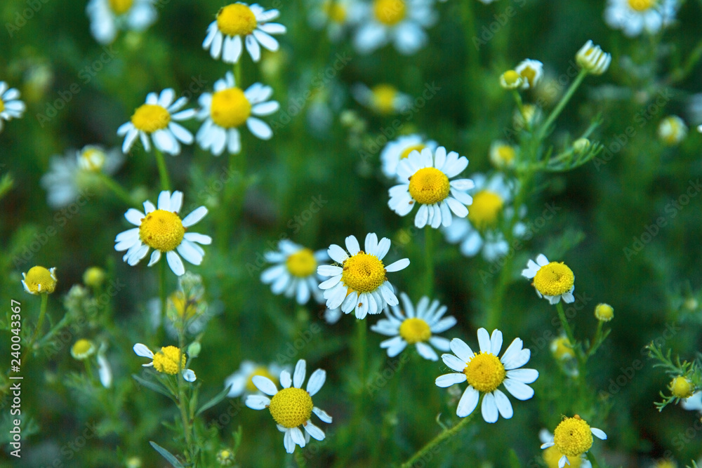 Fototapeta premium Camomile flowers in a field on a sunny day.