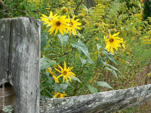 yellow flowers by fence