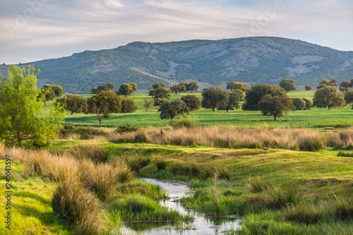 Cabañeros oaks landscape, Ciudad Real, Spain.