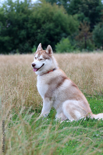 Siberian husky