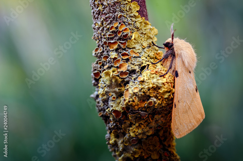 A Buff Ermine Macro Moth, Spilosoma luteum Resting on a Lichenised Twig photo