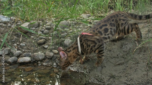 One cat bengal walks on the green grass. Bengal kitty learns to walk along the forest. Asian leopard cat tries to hide in grass. Reed domesticated cat in nature. Domestic cat on beach near river. © ivandanru