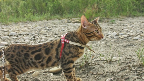 One cat bengal walks on the green grass. Bengal kitty learns to walk along the forest. Asian leopard cat tries to hide in grass. Reed domesticated cat in nature. Domestic cat on beach near river.