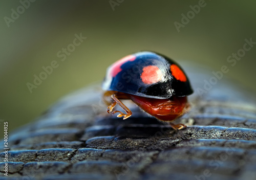 Harlequin ladybird walking away. photo